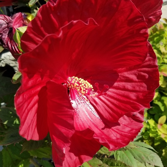 Meet your Posher, Kennedi - Picture 1 of 1